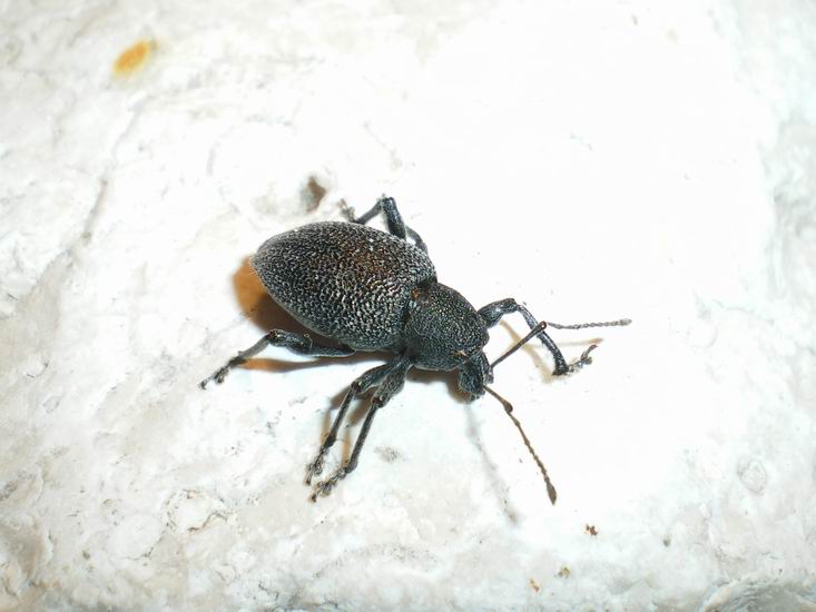 ID Otiorhynchus spiaggiato